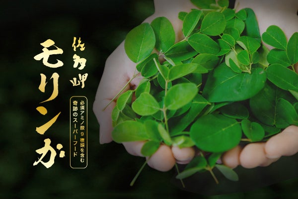 奇跡のスーパーフードモリンガを日本本土最南端からあなたに届けたい