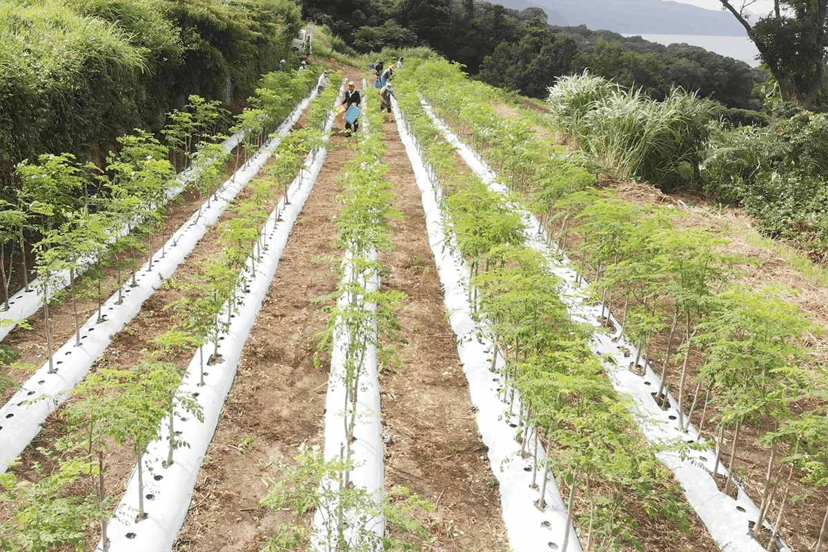 奇跡のスーパーフードモリンガを日本本土最南端からあなたに届けたい