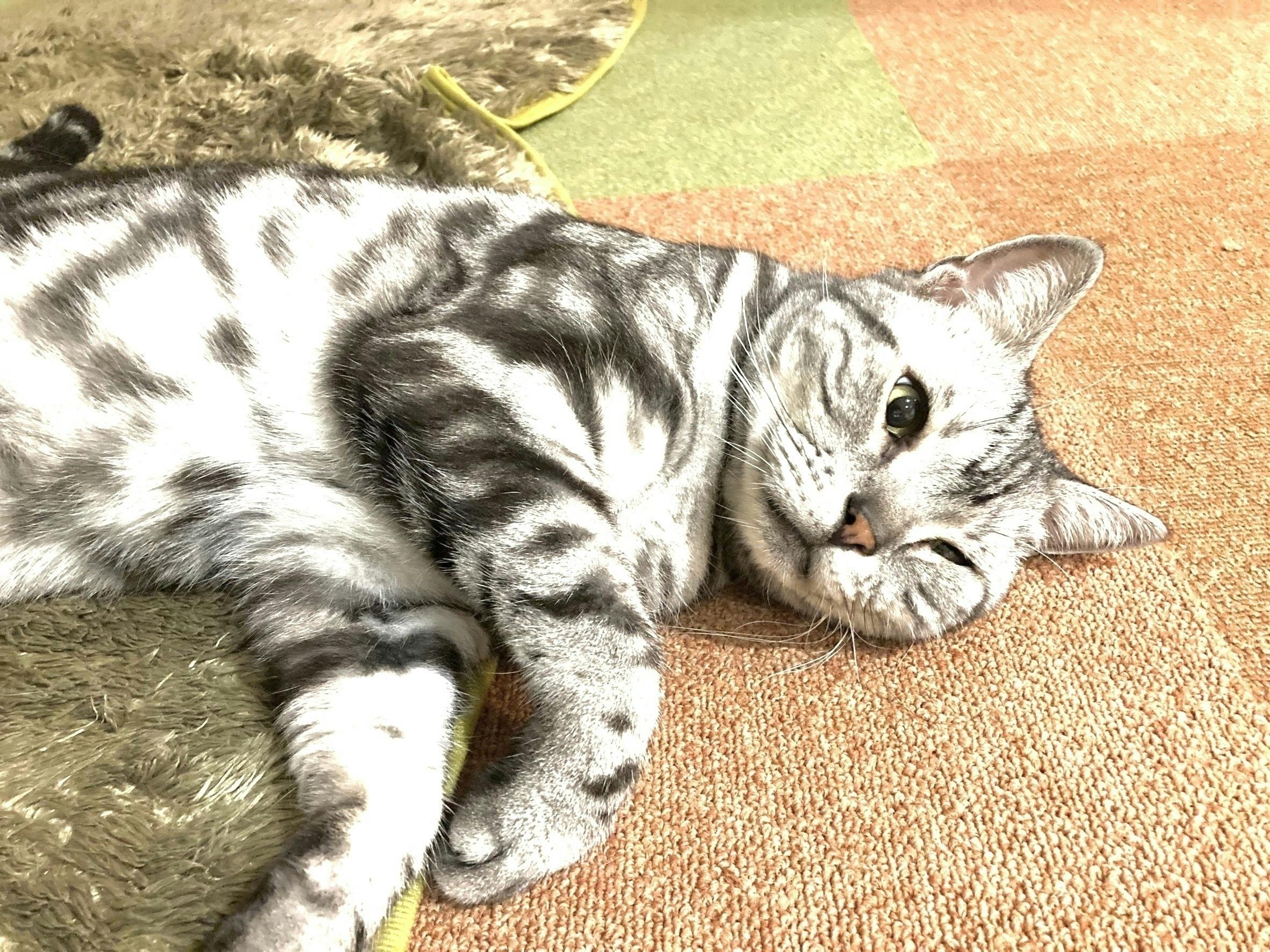 当店の人気猫 小鉄のリンパ腫治療費にご支援ください Campfire キャンプファイヤー 当店の人気猫 小鉄のリンパ腫治療費にご支援ください Campfire キャンプファイヤー