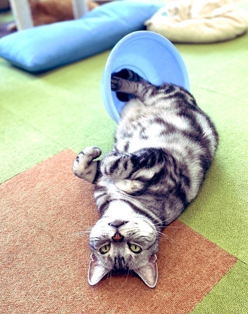 3番目のメイン画像