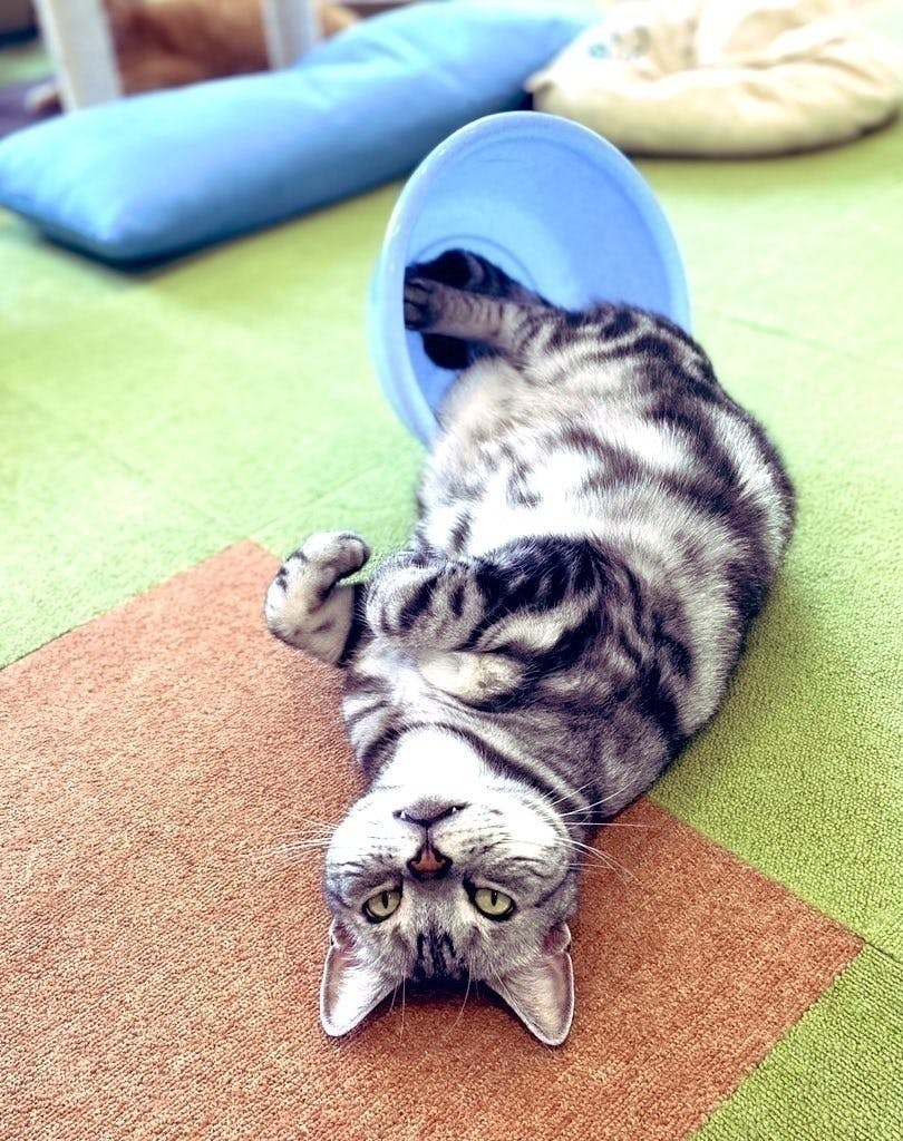 当店の人気猫 小鉄のリンパ腫治療費にご支援ください Campfire キャンプファイヤー 当店の人気猫 小鉄のリンパ腫治療費にご支援ください Campfire キャンプファイヤー