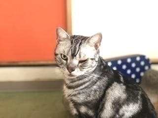 当店の人気猫 小鉄のリンパ腫治療費にご支援ください Campfire キャンプファイヤー 当店の人気猫 小鉄のリンパ腫治療費にご支援ください Campfire キャンプファイヤー