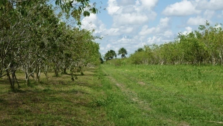 カムカムを飲んでアマゾン先住民に安定した生活を！アクティビティ