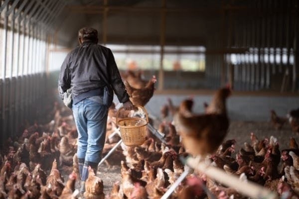 のびのび育てる”鶏ファースト”おいしい平地平飼い卵づくりを継続したい