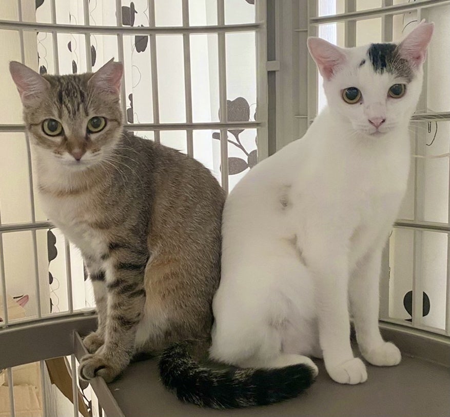 保護猫や野良猫の為の専用部屋を建てます Campfire キャンプファイヤー 保護猫や野良猫の為の専用部屋を建てます Campfire キャンプファイヤー
