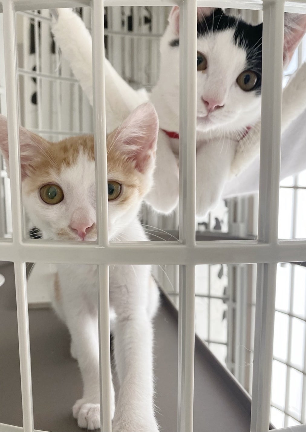 保護猫や野良猫の為の専用部屋を建てます Campfire キャンプファイヤー 保護猫や野良猫の為の専用部屋を建てます Campfire キャンプファイヤー