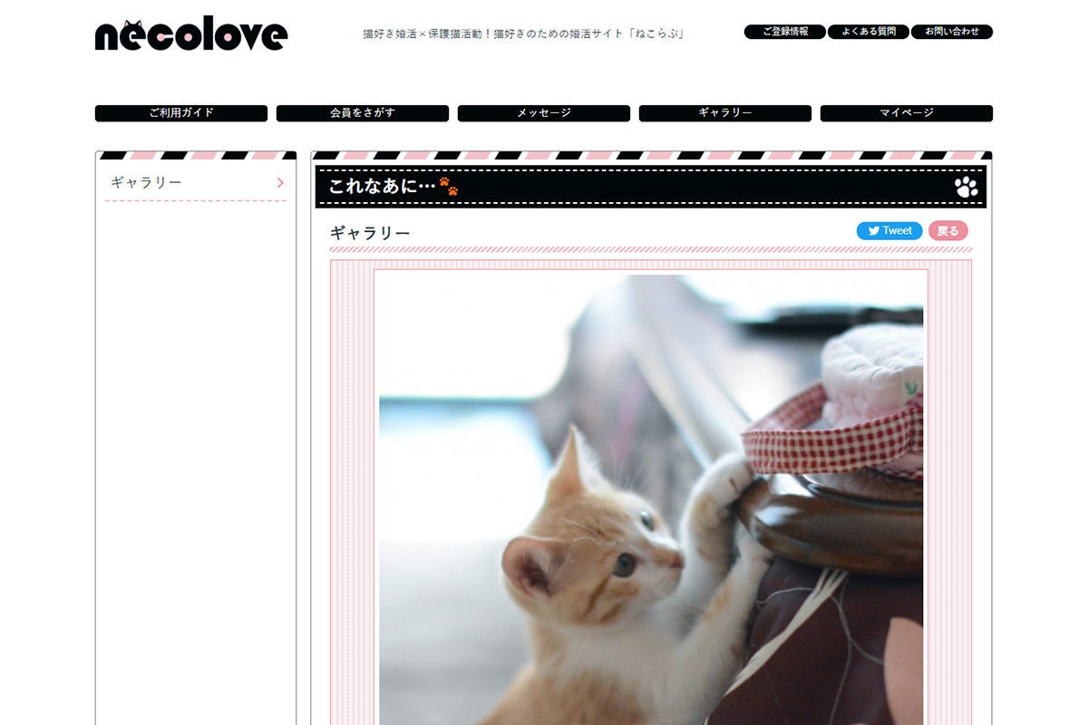 婚活を通して猫ちゃんの命を守りたい！ - CAMPFIRE (キャンプファイヤー)