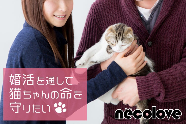 婚活を通して猫ちゃんの命を守りたい！ - CAMPFIRE (キャンプファイヤー)