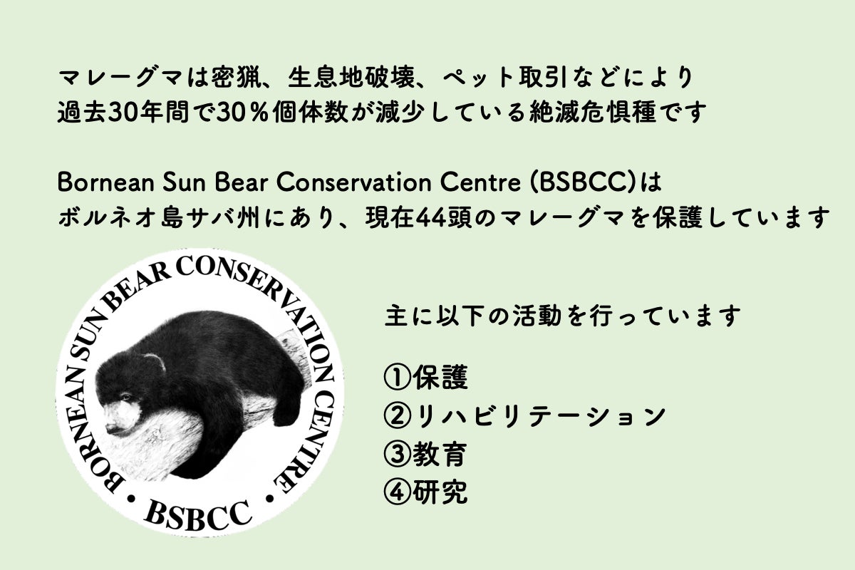 世界最小のクマ ボルネオ島のマレーグマを守りたい Campfire キャンプファイヤー 世界最小のクマ ボルネオ島のマレーグマを守りたい Campfire キャンプファイヤー