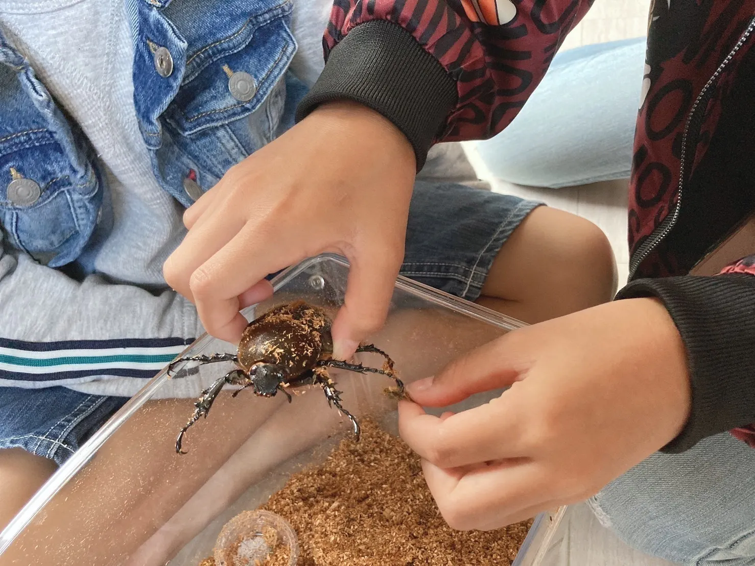 ヘラクレスオオカブトを飼育する際の注意点 11 29 Campfire キャンプファイヤー ヘラクレスオオカブトを飼育する際の注意点 11 29 Campfire キャンプファイヤー