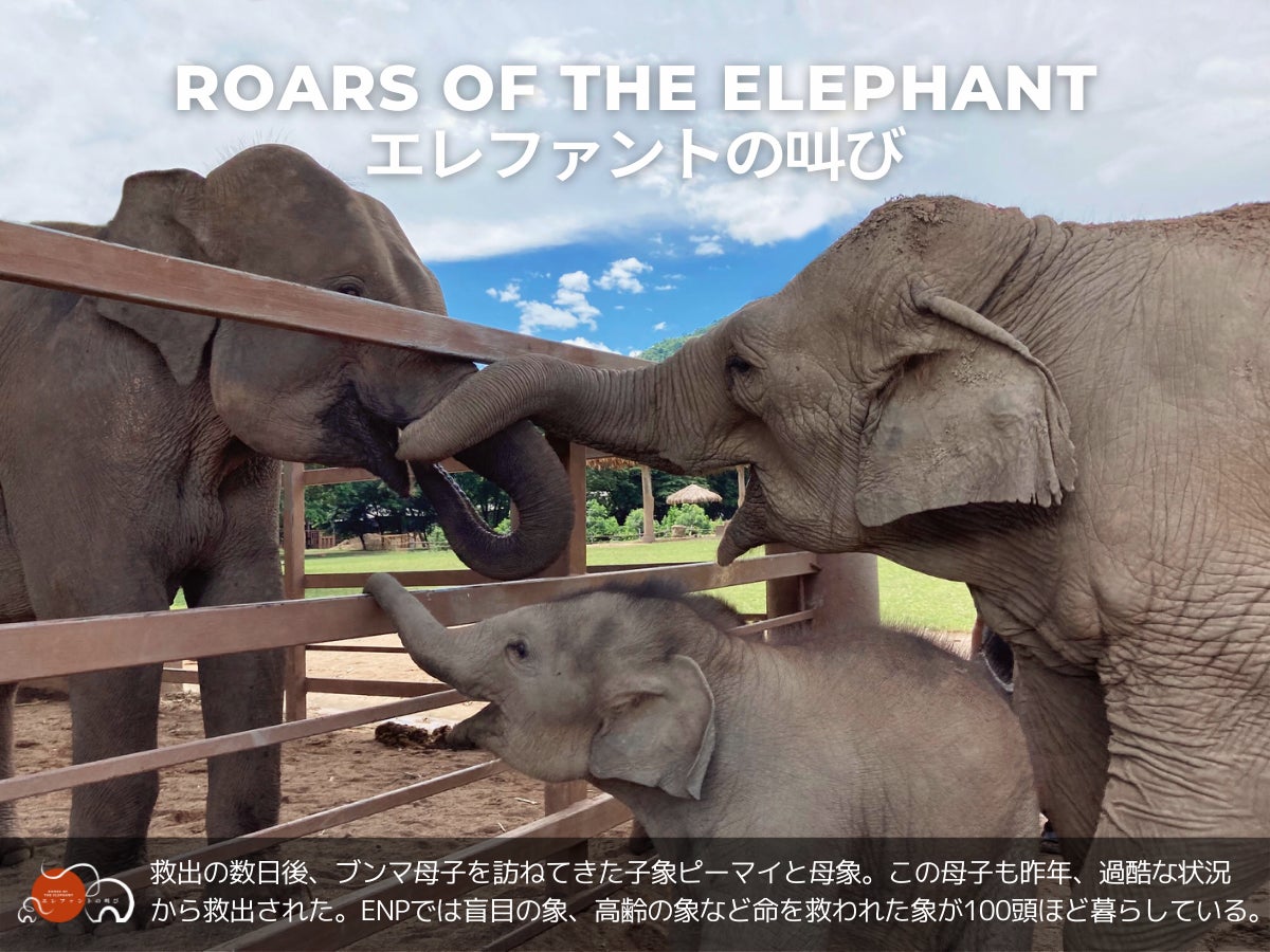 アジア象と象を守る人々の物語を通して自然 動物 人のつながりを見直す映画の制作 Campfire キャンプファイヤー アジア象と象を守る人々の物語を通して自然 動物 人のつながりを見直す映画の制作 Campfire キャンプファイヤー