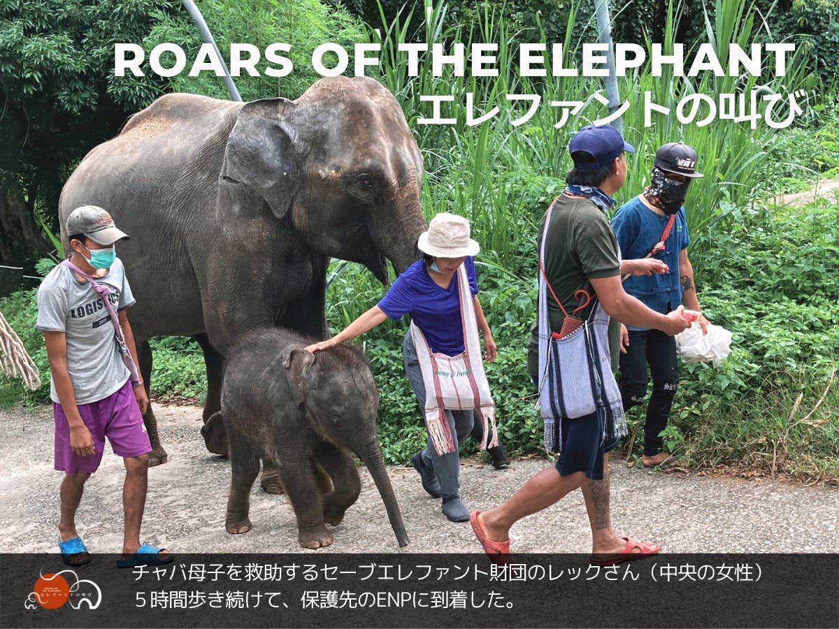 アジア象と象を守る人々の物語を通して自然、動物、人のつながりを見直す映画の制作