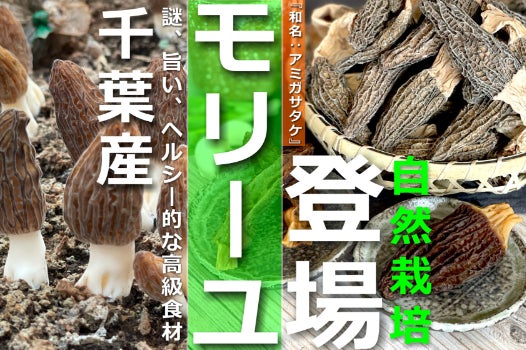 千葉産、絶賛な高級食材！人工栽培にハードルが高いモリーユを千葉の新 