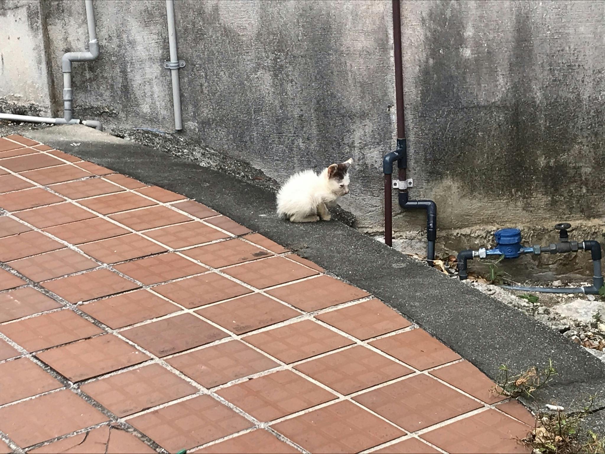 宮古島の猫を助けてください そして宮古島の猫の実態も知ってください Campfire キャンプファイヤー