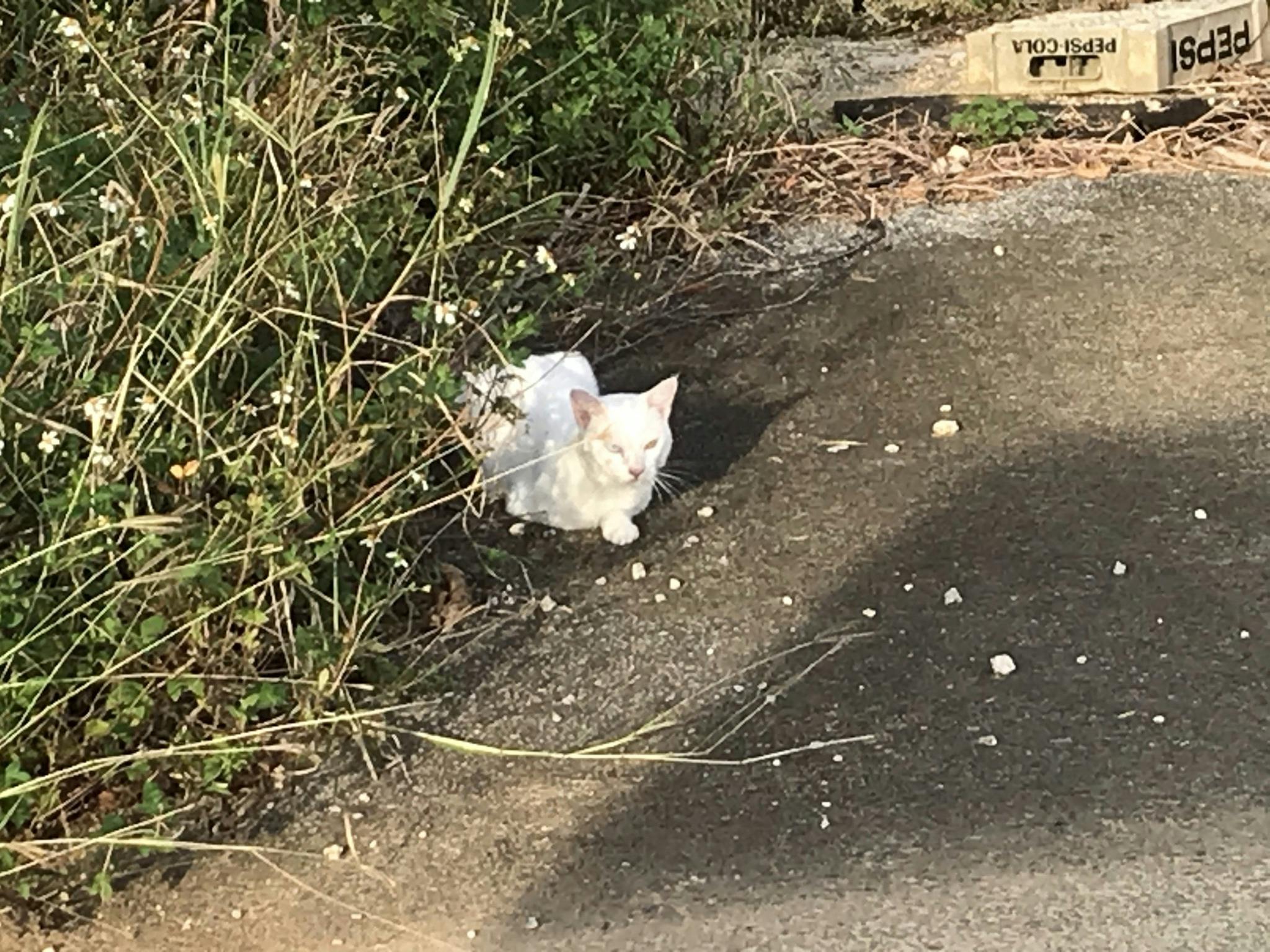 宮古島の猫を助けてください そして宮古島の猫の実態も知ってください Campfire キャンプファイヤー