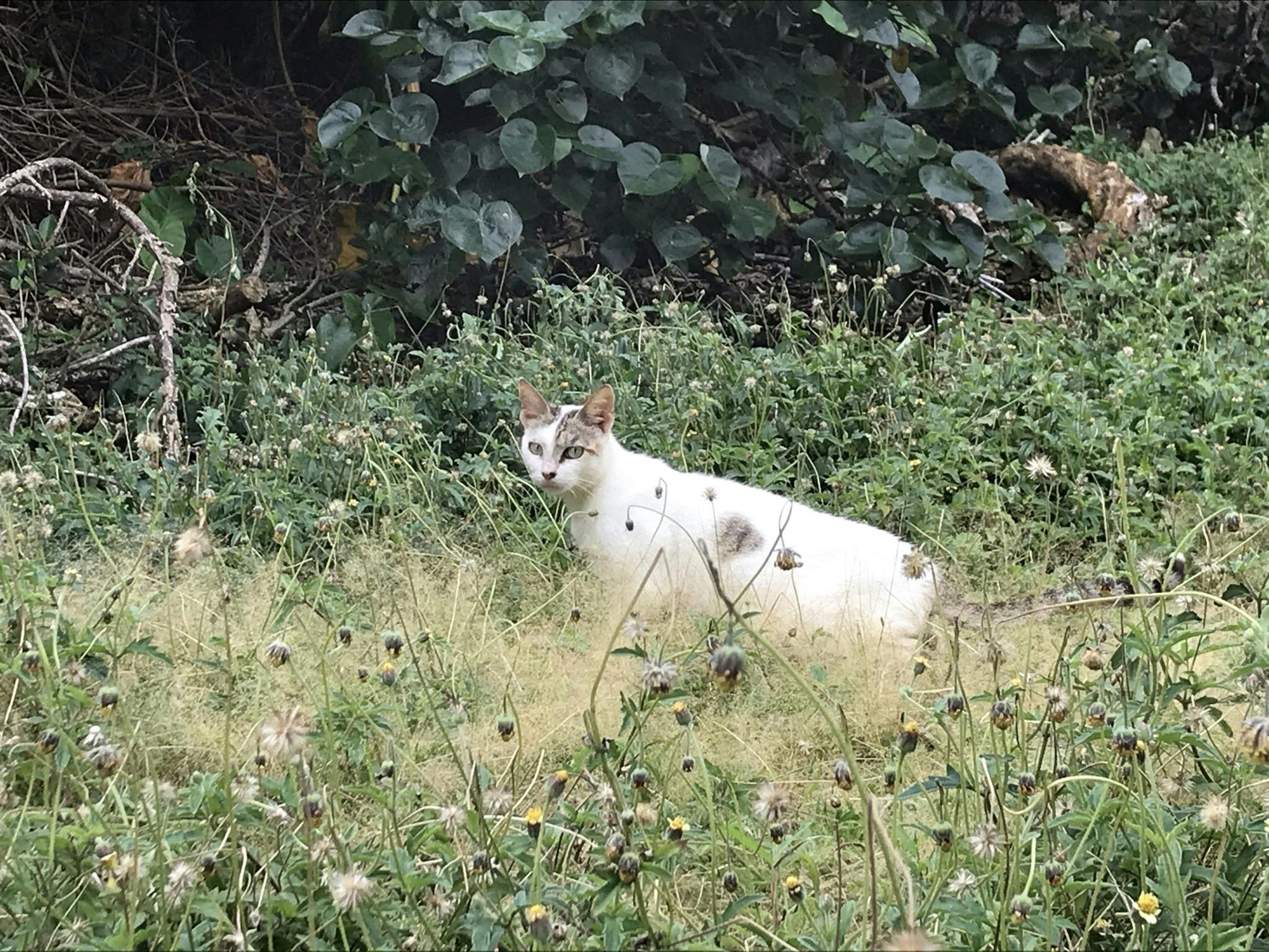 宮古島の猫を助けてください そして宮古島の猫の実態も知ってください Campfire キャンプファイヤー 宮古島の猫を助けてください そして宮古島の猫の実態も知ってください Campfire キャンプファイヤー