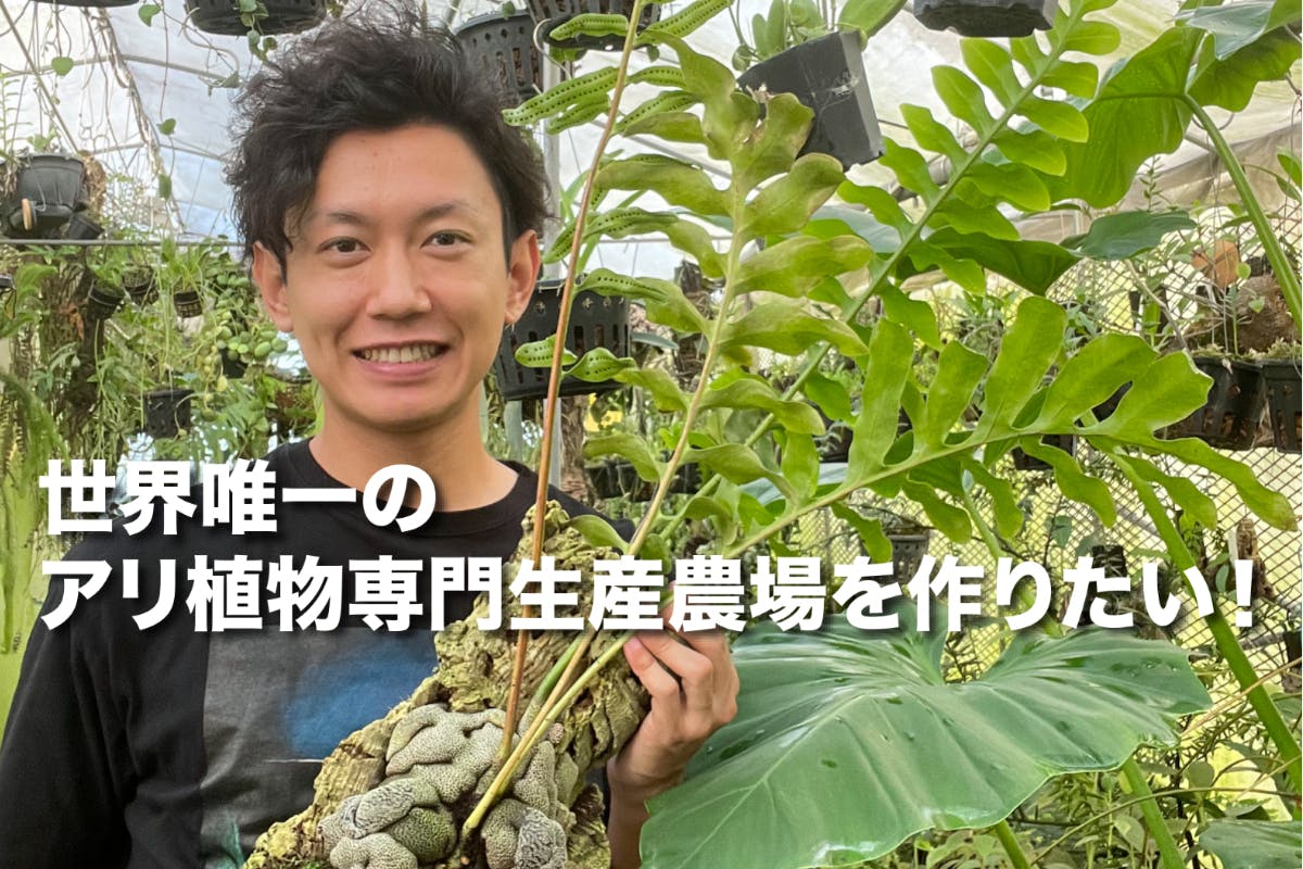 世界唯一のアリ植物専門生産農場を作りたい アリ植物園芸の文化を一代で築く Campfire キャンプファイヤー