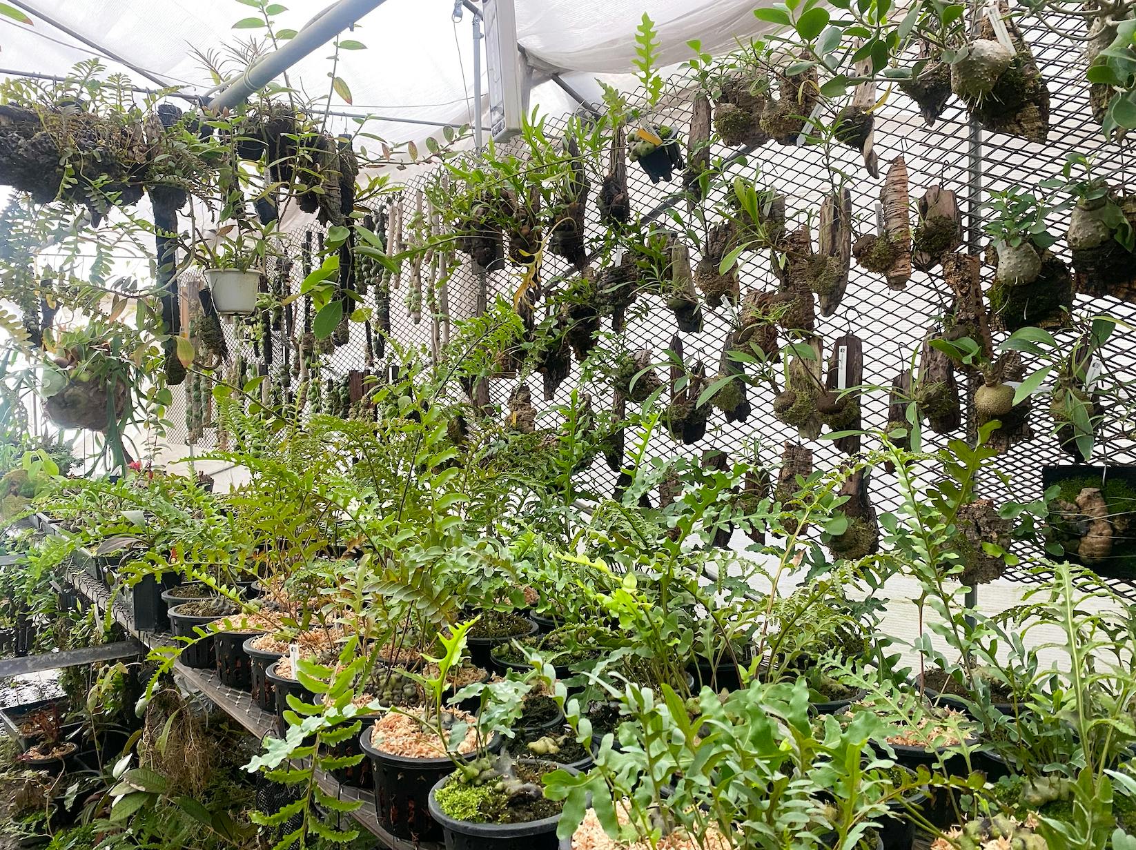 世界唯一のアリ植物専門生産農場を作りたい アリ植物園芸の文化を一代で築く Campfire キャンプファイヤー 世界唯一のアリ植物専門生産農場を作りたい アリ植物園芸の文化を一代で築く Campfire キャンプファイヤー