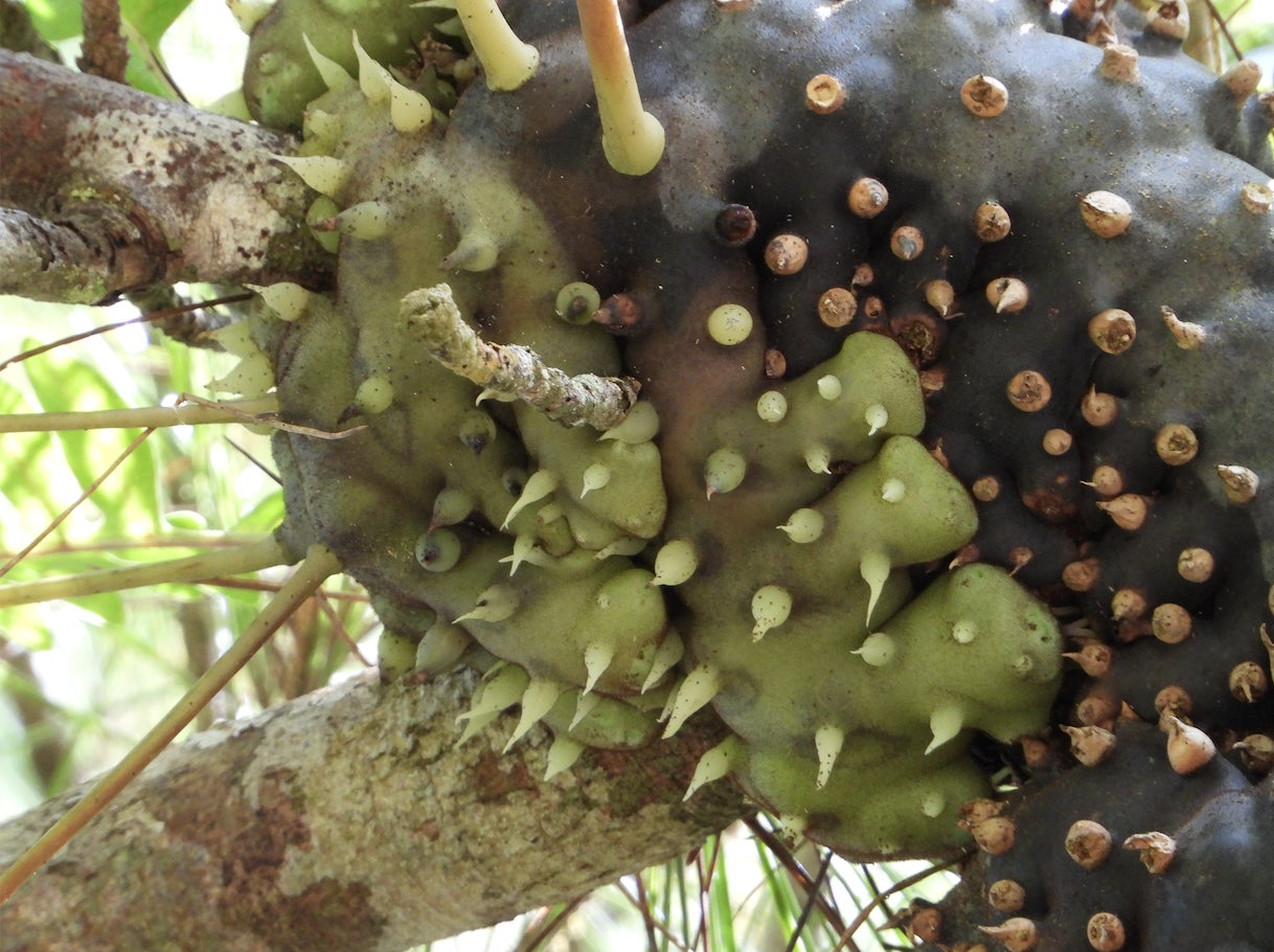 世界唯一のアリ植物専門生産農場を作りたい アリ植物園芸の文化を一代で築く Campfire キャンプファイヤー 世界唯一のアリ植物専門生産農場を作りたい アリ植物園芸の文化を一代で築く Campfire キャンプファイヤー