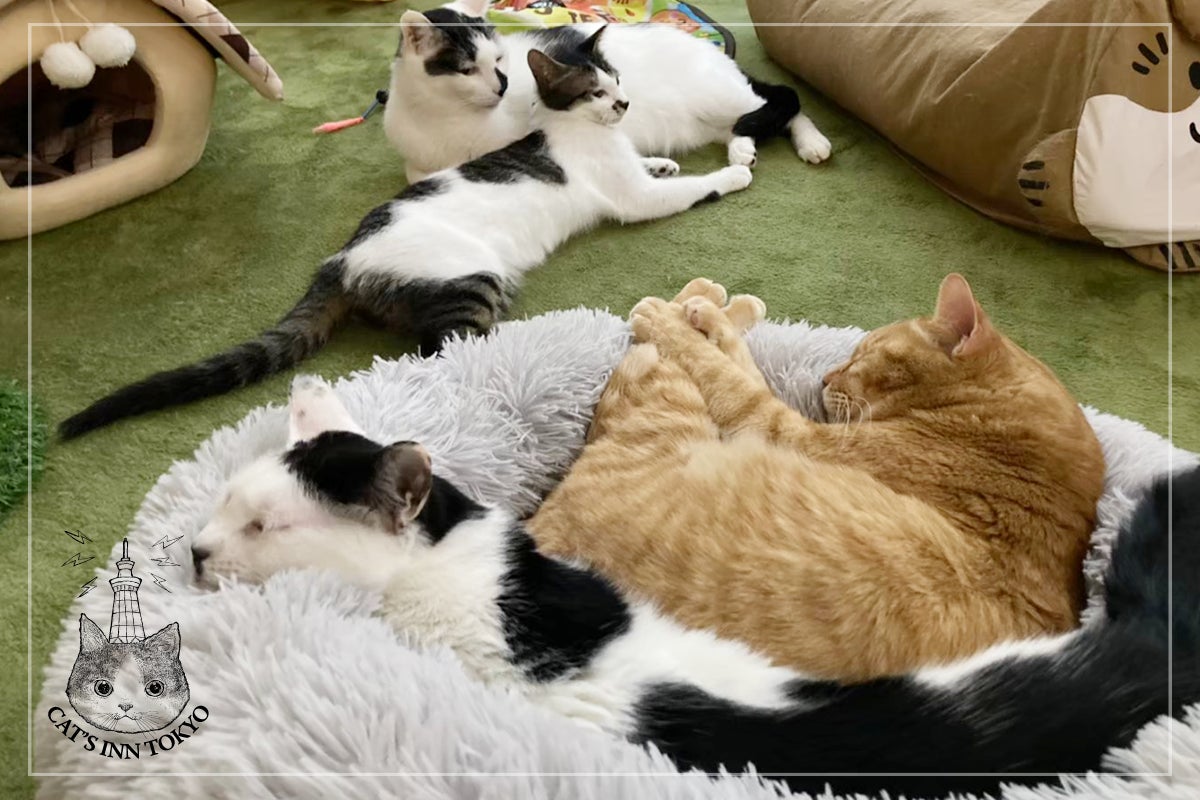 保護猫カフェ コロナ禍で人が減った店舗を板橋の地元クリエイターの力で救いたい Campfire キャンプファイヤー 保護猫カフェ コロナ禍で人が減った店舗を板橋の地元クリエイターの力で救いたい Campfire キャンプファイヤー