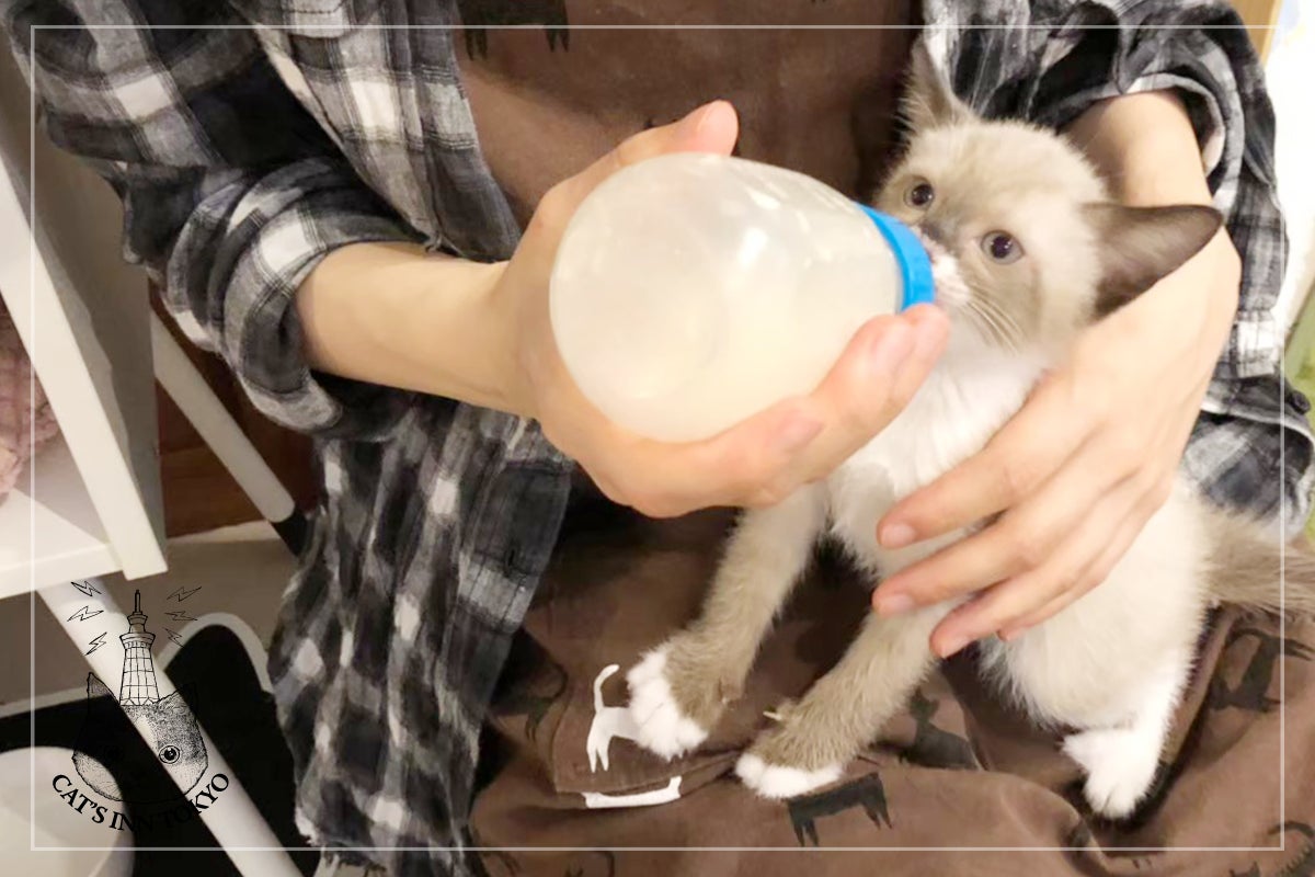 保護猫カフェ コロナ禍で人が減った店舗を板橋の地元クリエイターの力で救いたい Campfire キャンプファイヤー 保護猫カフェ コロナ禍で人が減った店舗を板橋の地元クリエイターの力で救いたい Campfire キャンプファイヤー