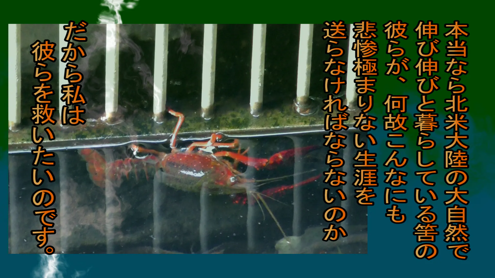 小さな命達 ザリガニ カエル トンボ等 のシェルターを作らせて下さい Campfire キャンプファイヤー 小さな命達 ザリガニ カエル トンボ等 のシェルターを作らせて下さい Campfire キャンプファイヤー
