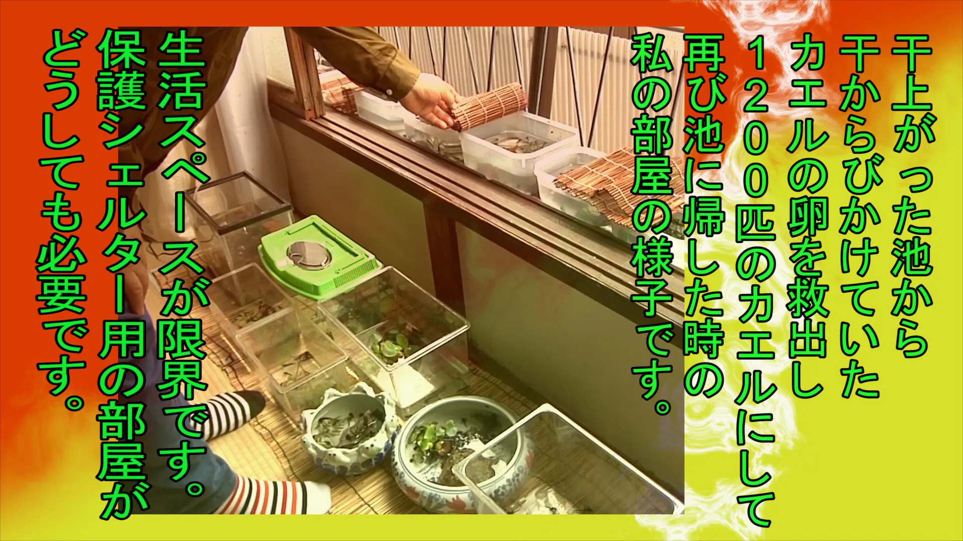 小さな命達 ザリガニ カエル トンボ等 のシェルターを作らせて下さい Campfire キャンプファイヤー 小さな命達 ザリガニ カエル トンボ等 のシェルターを作らせて下さい Campfire キャンプファイヤー