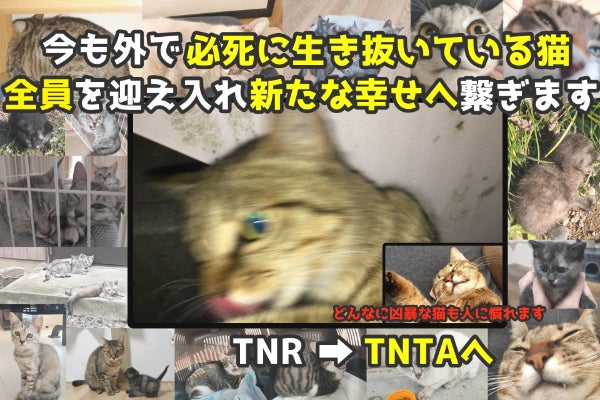 今の自分にできることを 保護猫活動とtnr活動 みなさまのチカラをお貸しください Campfire キャンプファイヤー