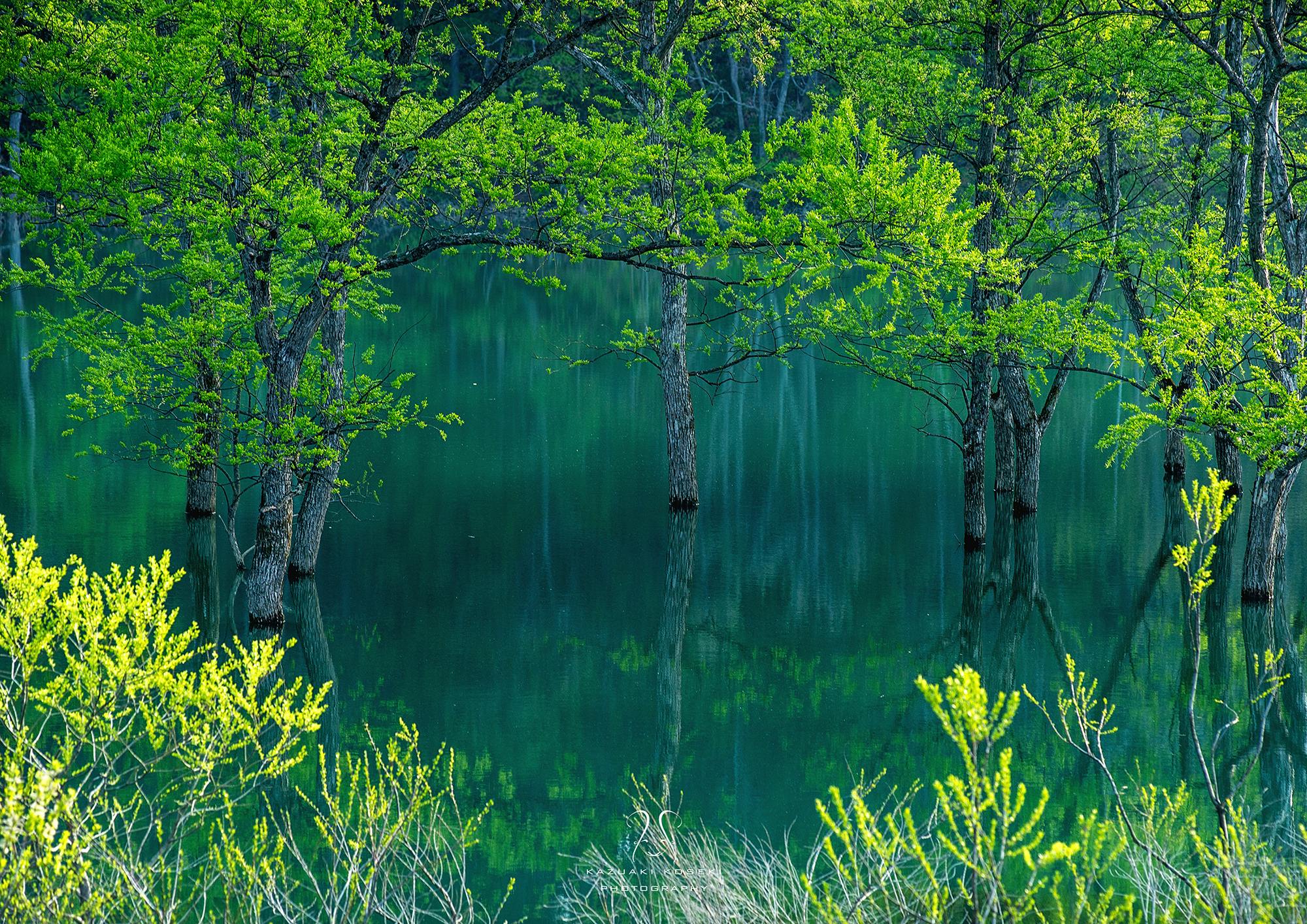 山形にある1ヶ月限定の幻想的な「白川湖の水没林」の写真集を冬青社から出版したい！ - CAMPFIRE (キャンプファイヤー)