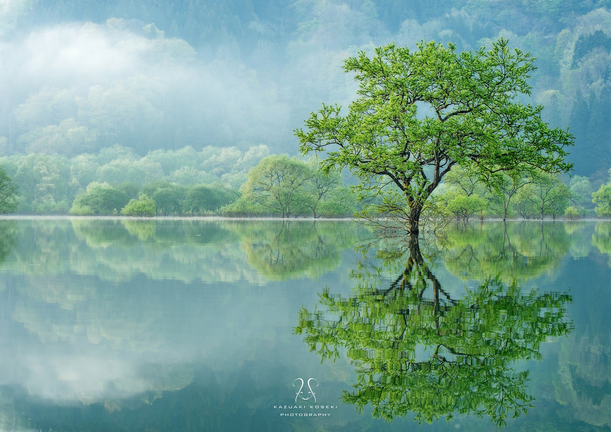山形にある1ヶ月限定の幻想的な 白川湖の水没林 の写真集を冬青社から出版したい Campfire キャンプファイヤー 山形にある1ヶ月限定の幻想的な 白川湖の水没林 の写真集を冬青社から出版したい Campfire キャンプファイヤー