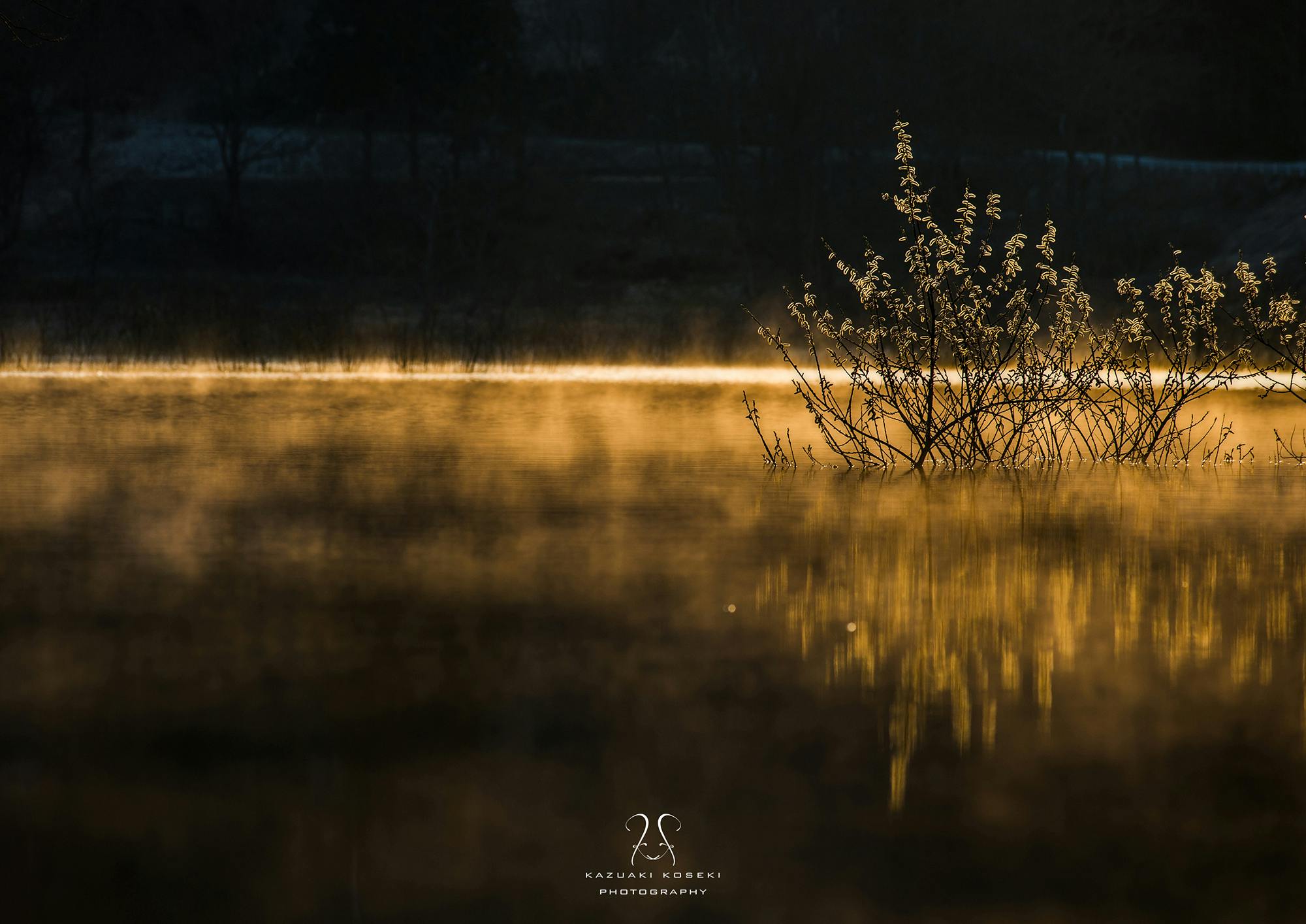 山形にある1ヶ月限定の幻想的な「白川湖の水没林」の写真集を冬青社