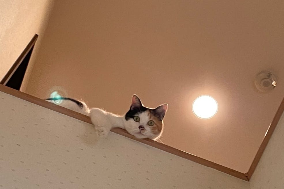 あなたのお悩みで、野良猫の避妊去勢手術ができます。