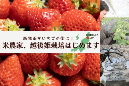 米農家の挑戦 越後姫で新発田の農業を盛り上げたい Campfire キャンプファイヤー 米農家の挑戦 越後姫で新発田の農業を盛り上げたい Campfire キャンプファイヤー