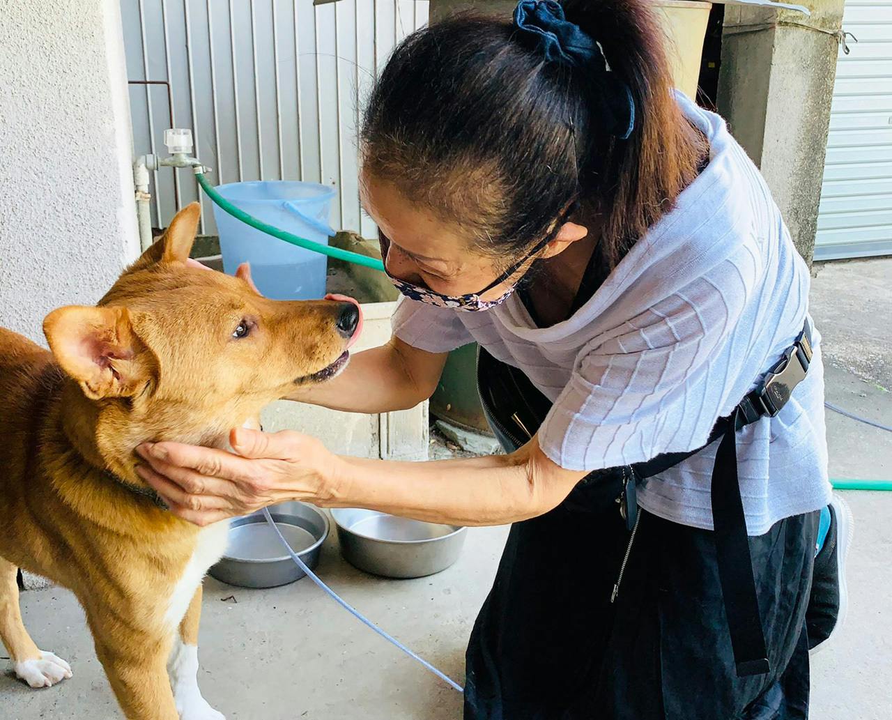 犬舎改修と医療費にご協力を 誰からも見放された猫や犬の命を救いたい Campfire キャンプファイヤー 犬舎改修と医療費にご協力を 誰からも見放された猫や犬の命を救いたい Campfire キャンプファイヤー