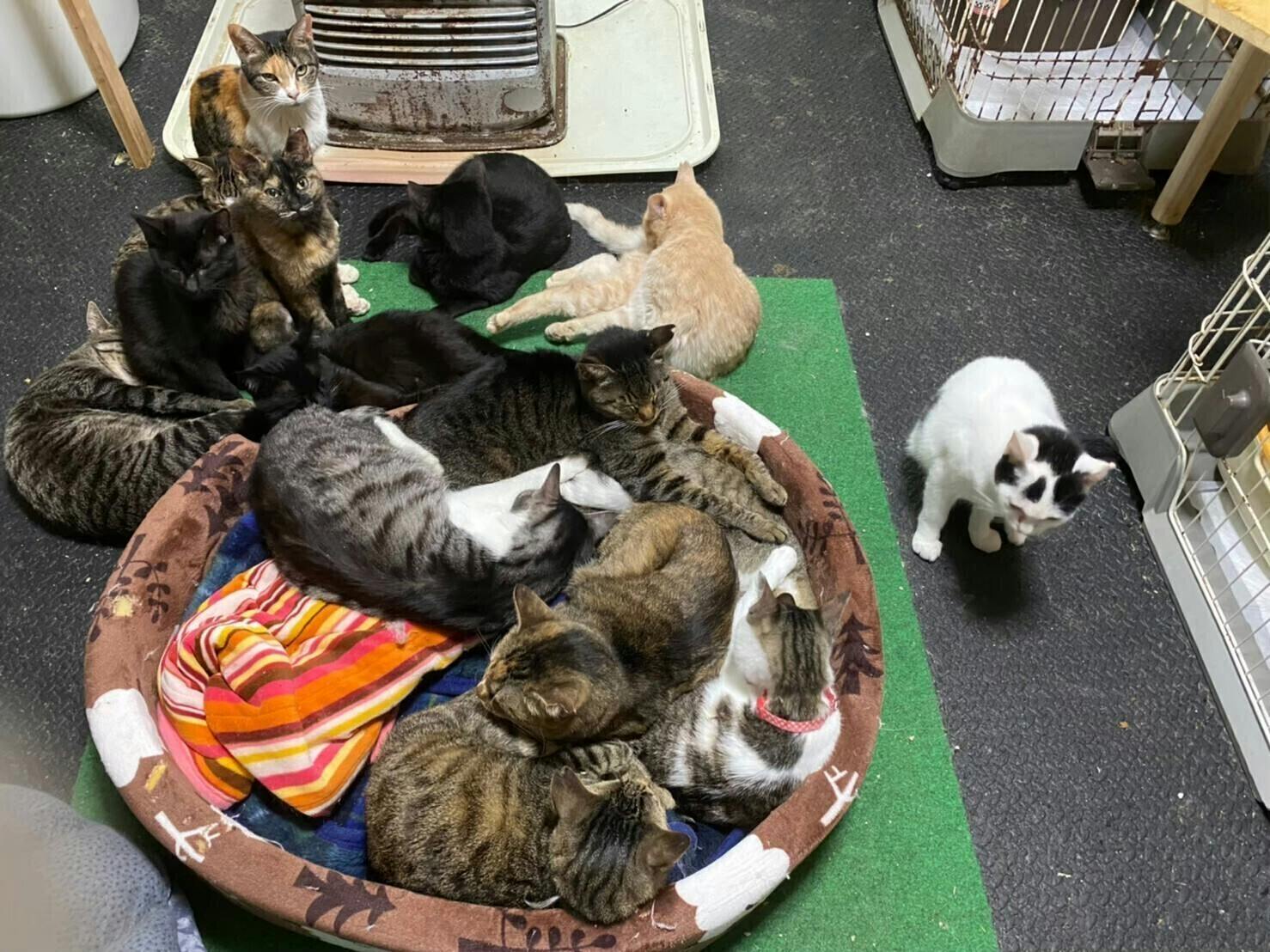 犬舎改修と医療費にご協力を 誰からも見放された猫や犬の命を救いたい Campfire キャンプファイヤー 犬舎改修と医療費にご協力を 誰からも見放された猫や犬の命を救いたい Campfire キャンプファイヤー