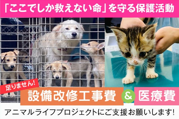 犬舎改修と医療費にご協力を 誰からも見放された猫や犬の命を救いたい Campfire キャンプファイヤー