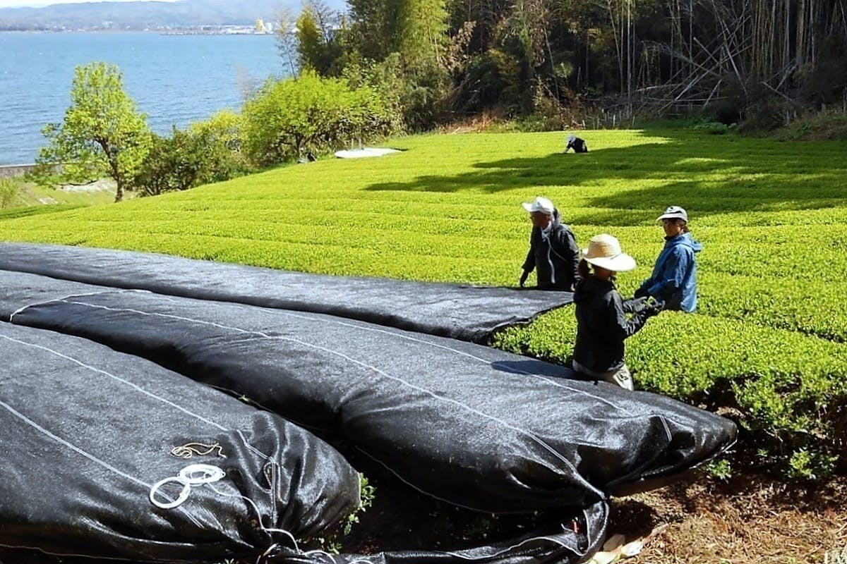 島根県松江でお茶栽培を続け、子供達と共に茶工場を守っていきたい - CAMPFIRE (キャンプファイヤー)