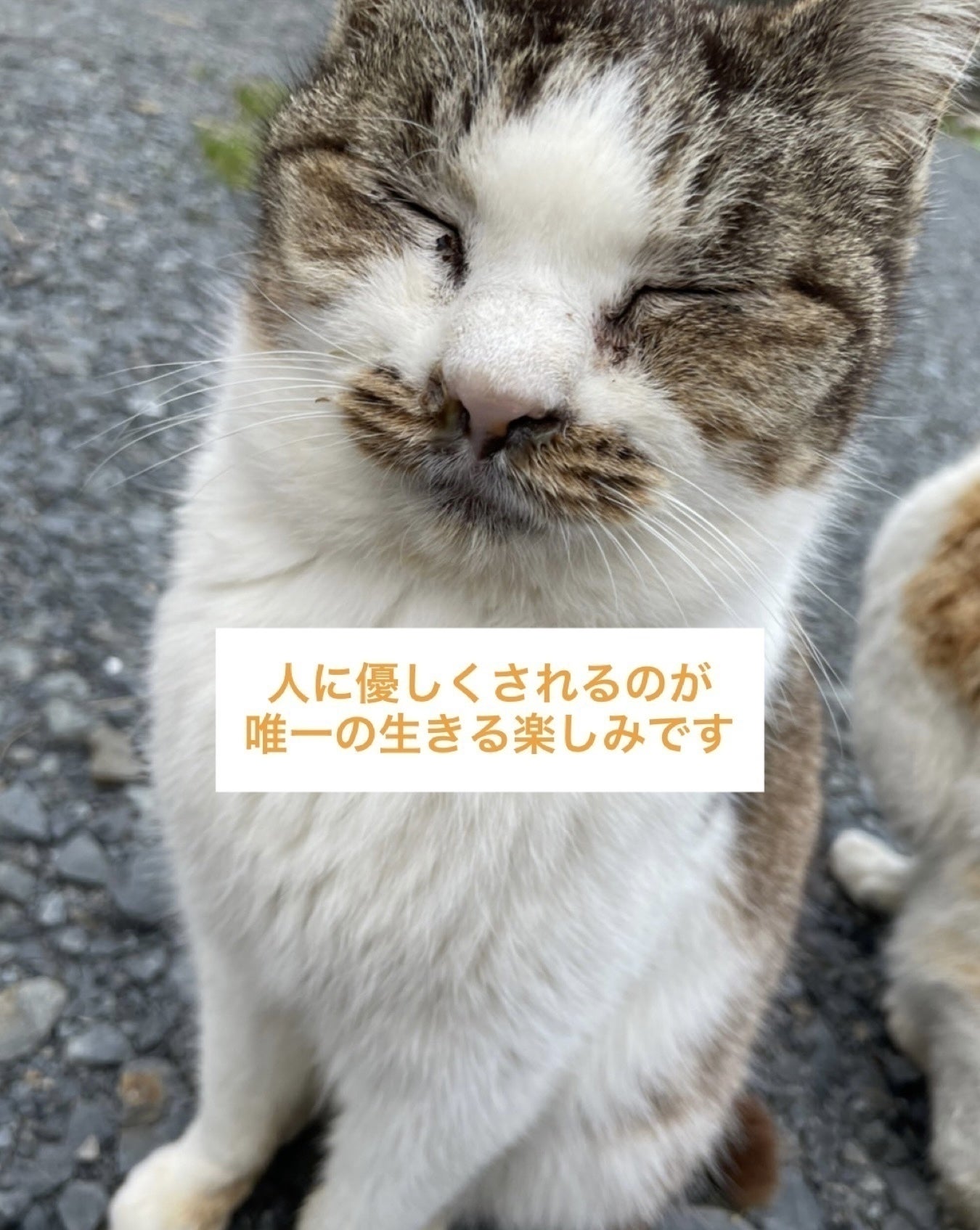 猫からのsos 野良猫 地域猫の保護部屋 安心して暮らせる猫ハウスを建てたいです Campfire キャンプファイヤー 猫からのsos 野良猫 地域猫の保護部屋 安心して暮らせる猫ハウスを建てたいです Campfire キャンプファイヤー
