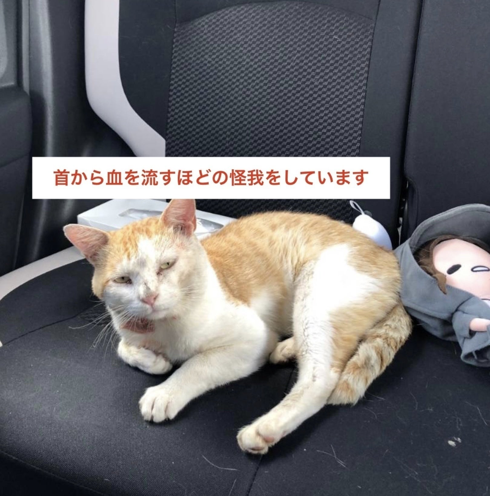 猫からのsos 野良猫 地域猫の保護部屋 安心して暮らせる猫ハウスを建てたいです Campfire キャンプファイヤー 猫からのsos 野良猫 地域猫の保護部屋 安心して暮らせる猫ハウスを建てたいです Campfire キャンプファイヤー