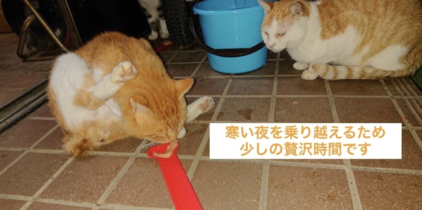 猫からのSOS!野良猫 地域猫の保護部屋 安心して暮らせる猫ハウスを
