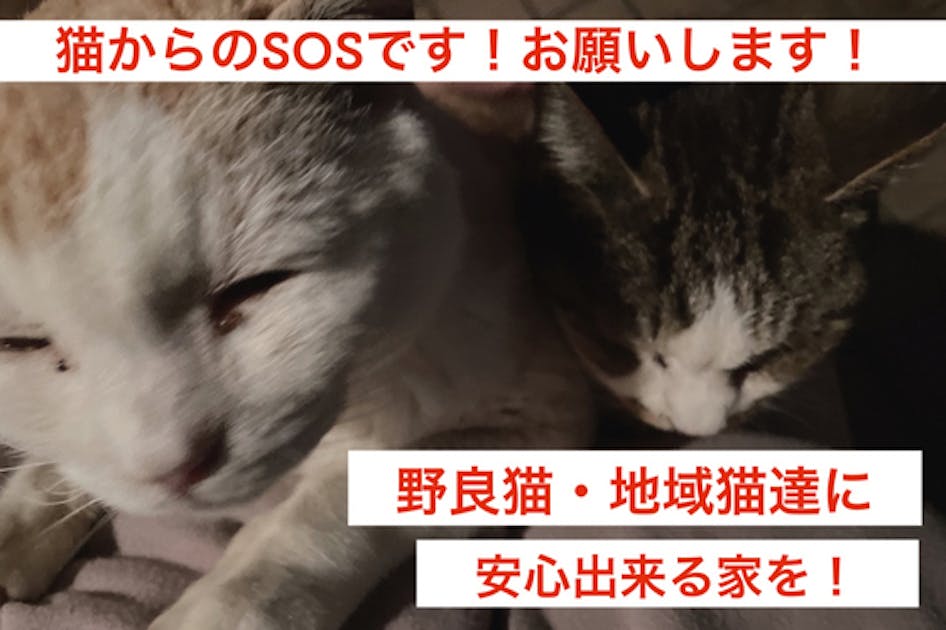 猫からのSOS！野良猫 地域猫の保護部屋 安心して暮らせる猫ハウス