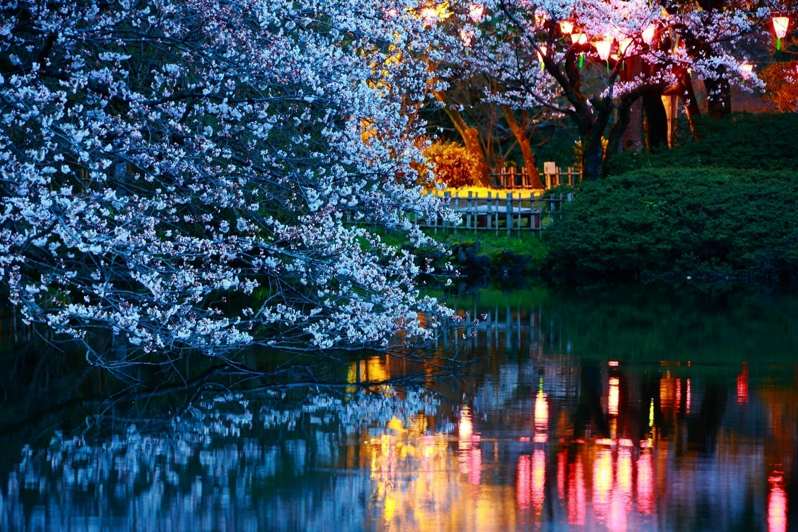 高岡市】桜100選「高岡古城公園」の傷んだ桜の木を植え替えたい！ CAMPFIRE (キャンプファイヤー)