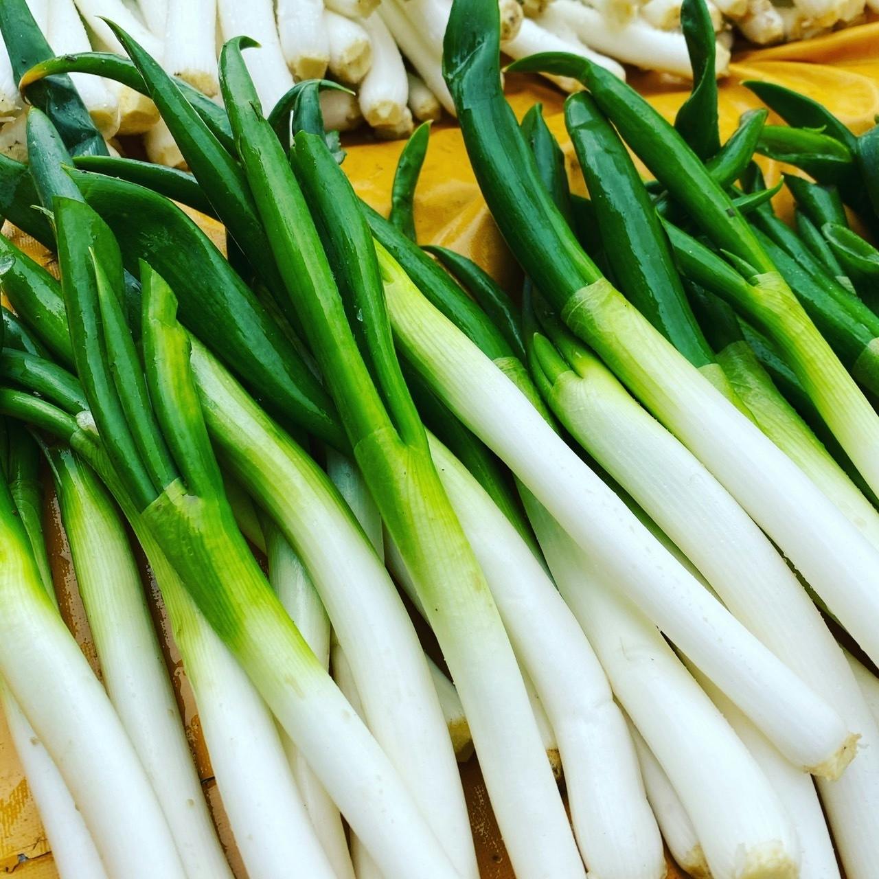 極上ねぎ 豪雪地域の雪中ネギを食べて貰いたい Campfire キャンプファイヤー 極上ねぎ 豪雪地域の雪中ネギを食べて貰いたい Campfire キャンプファイヤー