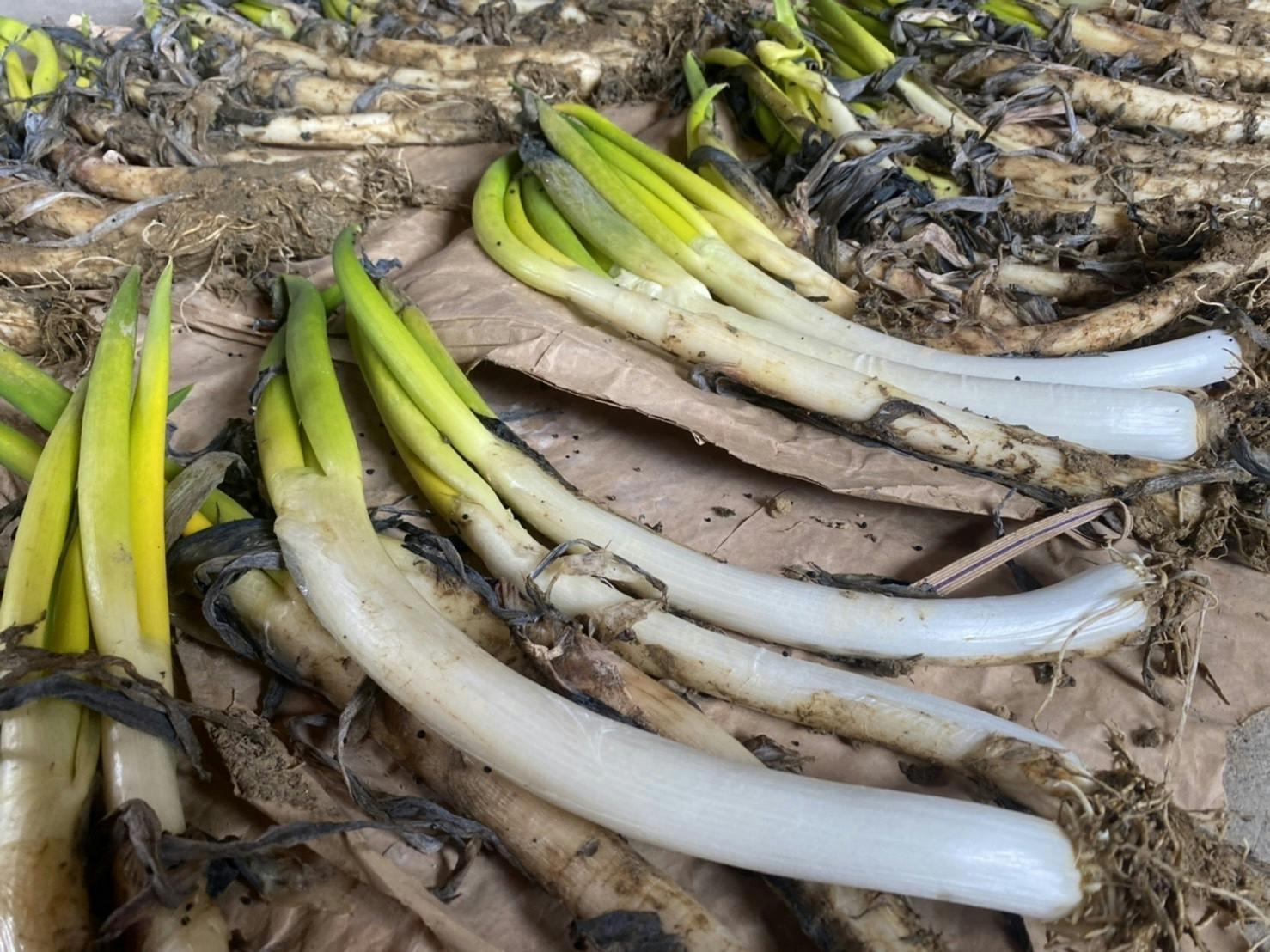 極上ねぎ 豪雪地域の雪中ネギを食べて貰いたい Campfire キャンプファイヤー 極上ねぎ 豪雪地域の雪中ネギを食べて貰いたい Campfire キャンプファイヤー