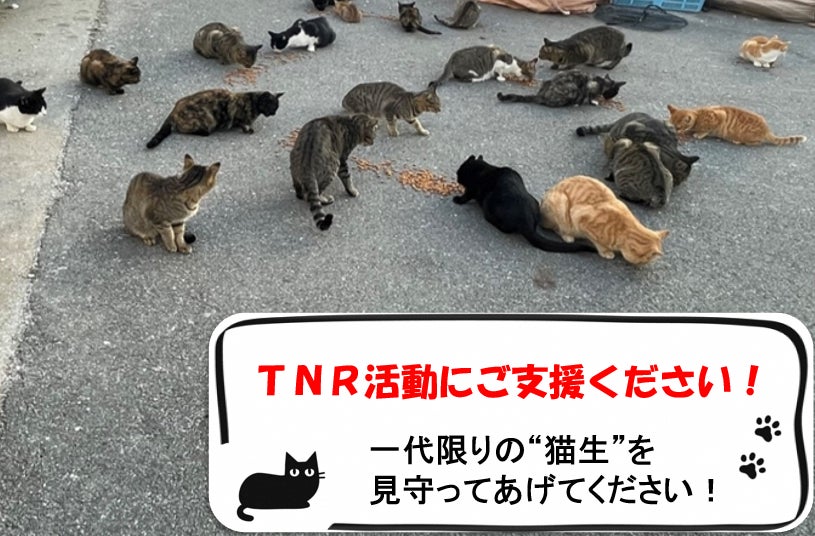 兵庫県赤穂市でこれ以上野良猫を増やさない 私たちのtnr活動を応援してください Campfire キャンプファイヤー