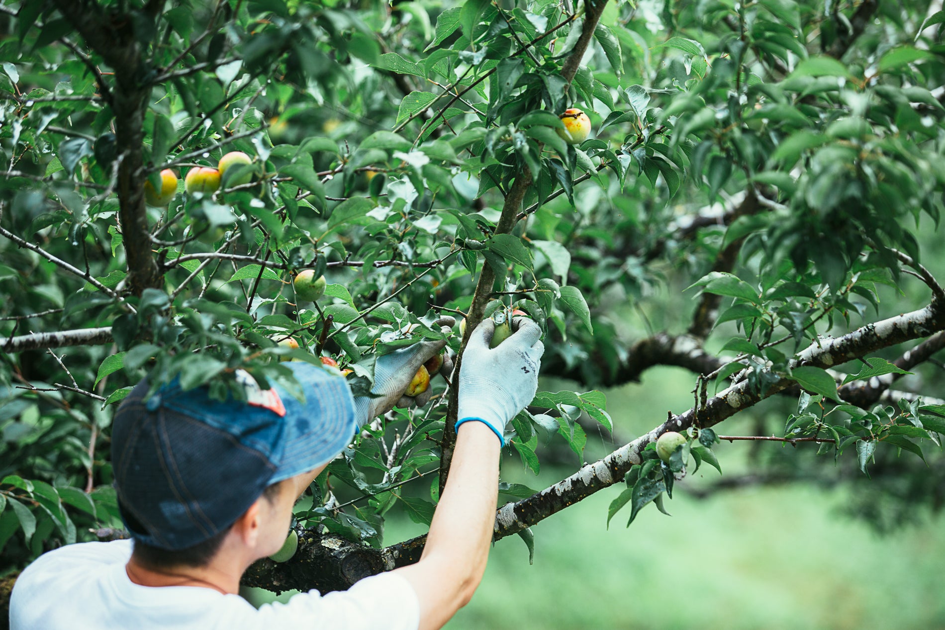3番目のメイン画像