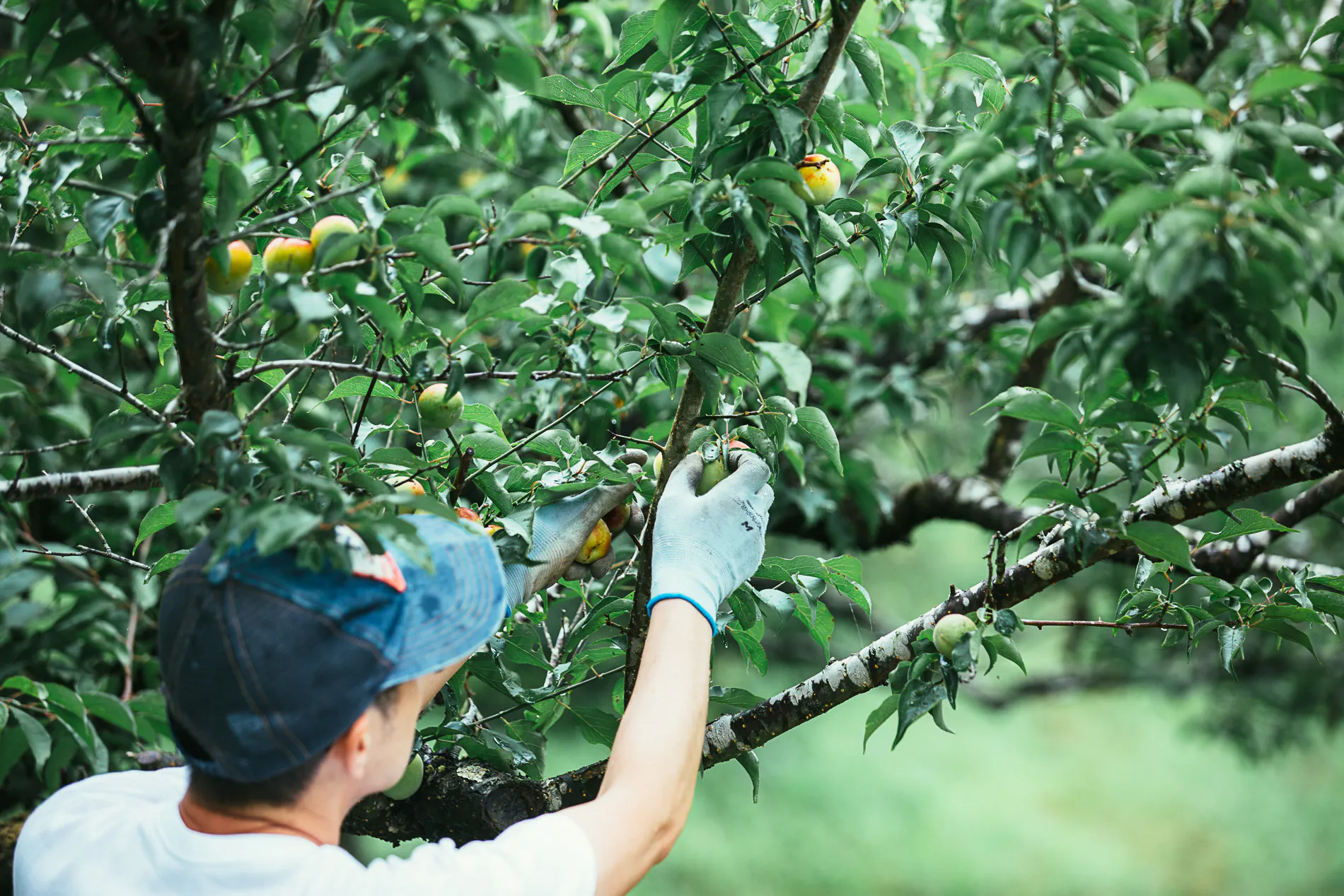 3番目のメイン画像