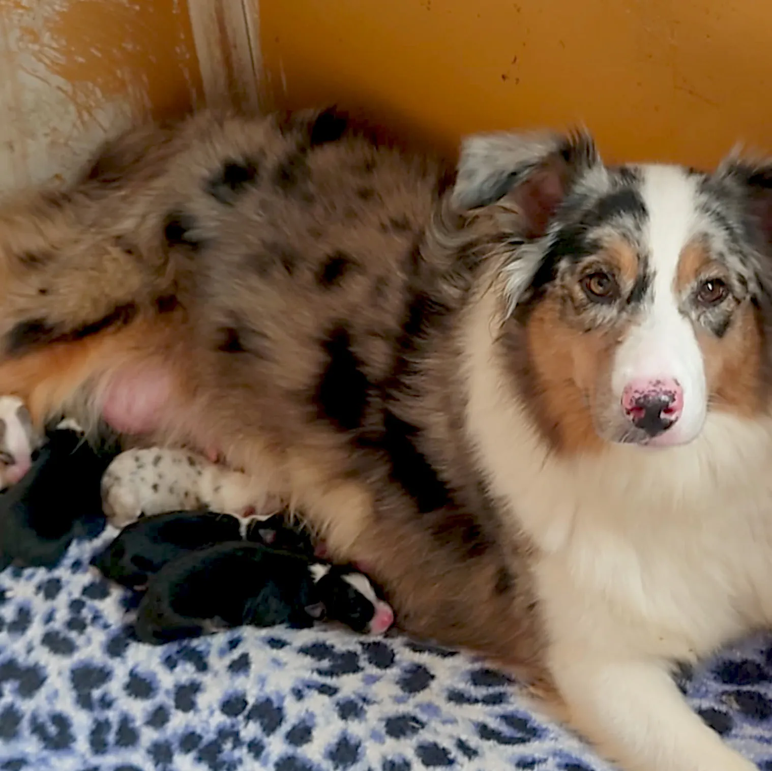 繁殖犬 繁殖猫たちにも幸せを 動物たちの幸せを守るサービスを作りたい Campfire キャンプファイヤー 繁殖犬 繁殖猫たちにも幸せを 動物たちの幸せを守るサービスを作りたい Campfire キャンプファイヤー