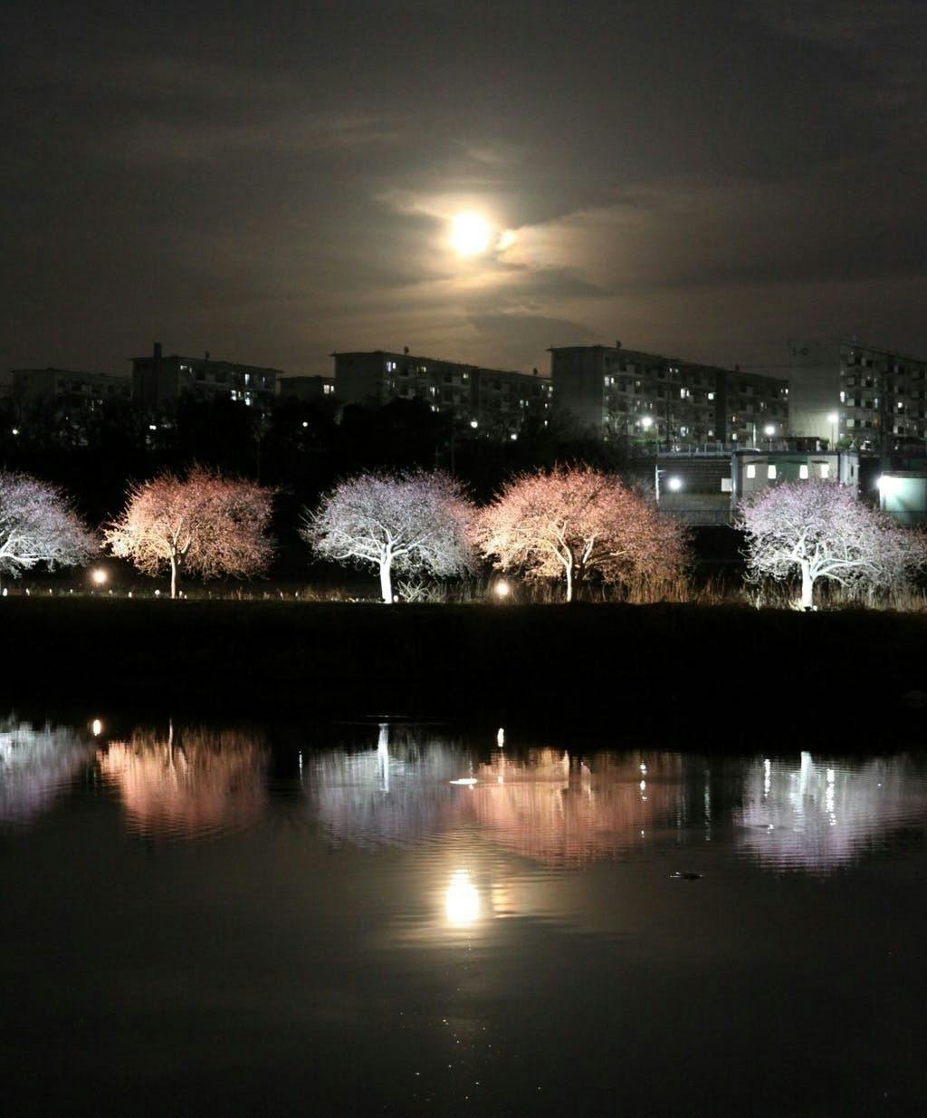 (キャンプファイヤー)　住み続けられる街に~日本最長級「八千代新川千本桜」のエコライトアップを実現したい　CAMPFIRE