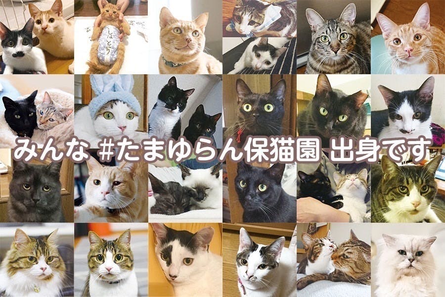 257.コースター４枚セット ハンドメイド ねこちゃん グレー